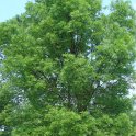 Fraxinus angustifolia 'Raywood'